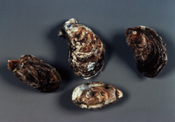 Photo of the oyster shells different sizes