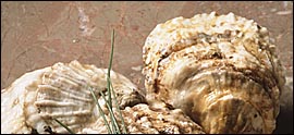 Photo of the oysters on the bottom of the sea