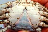 Photo of the female crab
